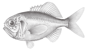 Hoplostethus crassispinus (重胸燧鯛)-資源代表圖