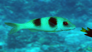 Parupeneus crassilabris (粗唇海緋鯉)縮圖