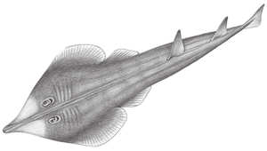 Rhinobatos schlegelii (薛氏琵琶鱝)縮圖