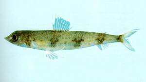Synodus macrops (大目狗母魚)縮圖