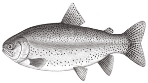 Oncorhynchus mykiss (麥奇鈎吻鮭)-資源代表圖