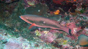 Scarus forsteni (福氏鸚哥魚)縮圖