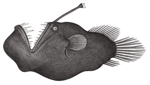 Melanocetus johnsonii (約氏黑鮟鱇)縮圖