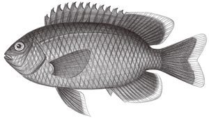 Pomacentrus taeniometopon (弓紋雀鯛)縮圖