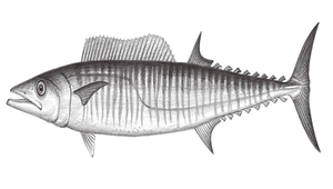 Acanthocybium solandri (棘鰆)縮圖