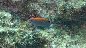 Pomacentrus bankanensis (班卡雀鯛)縮圖