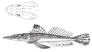 Rogadius patriciae (帕氏倒棘牛尾魚)縮圖