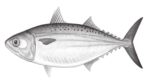 Rastrelliger kanagurta (金帶花鯖)縮圖