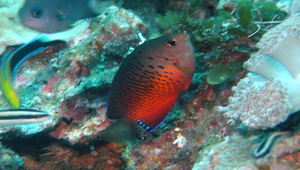 Centropyge ferrugata (鏽紅刺尻魚)-資源代表圖