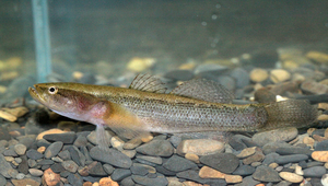 Eleotris oxycephala (尖頭塘鱧)縮圖