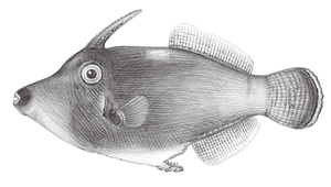 Pervagor aspricaudus (粗尾前角單棘魨)縮圖