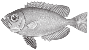 Priacanthus zaiserae (黃鰭大眼鯛)縮圖
