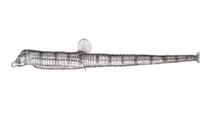 Trachyrhamphus serratus (鋸粗吻海龍)縮圖