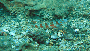 Amblyeleotris periophthalma (圓眶鈍塘鱧)縮圖