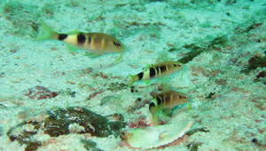 Parupeneus multifasciatus (多帶海緋鯉)縮圖