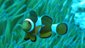 Amphiprion ocellaris (眼斑雙鋸魚)縮圖