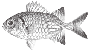 Myripristis pralinia (堅鋸鱗魚)縮圖