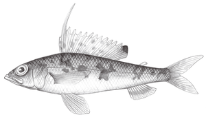 Hime formosanus (臺灣姬魚)縮圖