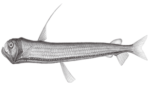 Chauliodus sloani (斯氏蝰魚)縮圖