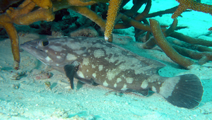 Epinephelus coeruleopunctatus (藍點石斑魚)-資源代表圖