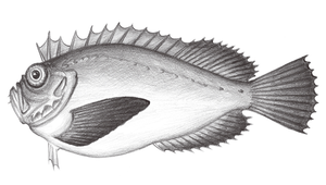 Erisphex simplex (平滑絨鮋)縮圖