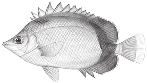 Chaetodon nippon (日本蝴蝶魚)