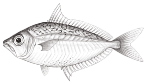 Equulites lineolatus (粗紋鰏)縮圖
