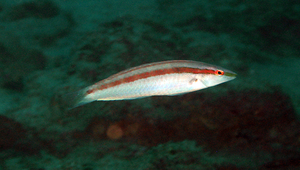 Suezichthys gracilis (細長蘇彝士隆頭魚)縮圖