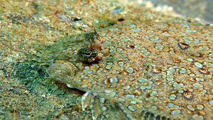 Bothus pantherinus (豹紋鮃)縮圖