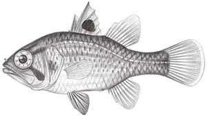 Apogonichthys ocellatus (眼斑原天竺鯛)縮圖