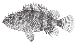 Scorpaenodes guamensis (關島小鮋)縮圖