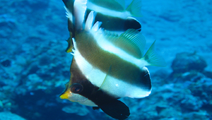 Heniochus chrysostomus (三帶立旗鯛)縮圖