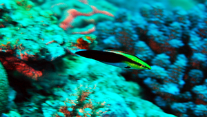 Labroides pectoralis (胸斑裂唇魚)-資源代表圖