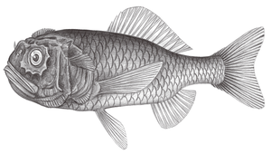 Poromitra crassiceps (厚頭犀孔鯛)縮圖