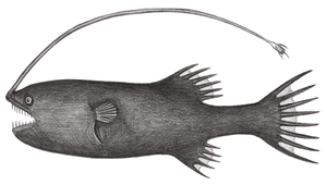 Gigantactis elsmani (艾氏巨棘鮟鱇)縮圖