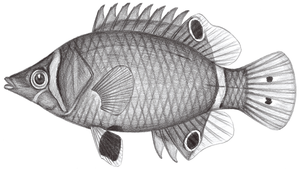 Wetmorella nigropinnata (黑鰭濕鸚鯛)縮圖