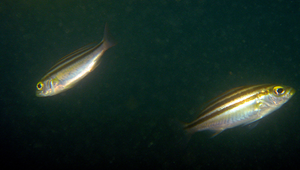 Parapristipoma trilineatum (三線磯鱸)縮圖