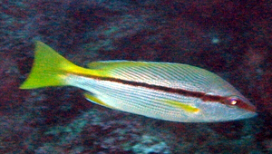 Lutjanus vitta (縱帶笛鯛)