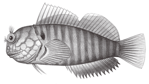 Cirripectes polyzona (多斑頸鬚鳚)-資源代表圖