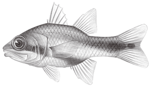 Apogon semiornatus (半飾天竺鯛)縮圖