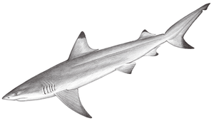 Carcharhinus melanopterus (汙翅真鯊)