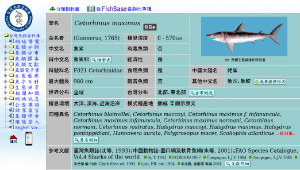 Cetorhinus maximus (象鯊)縮圖