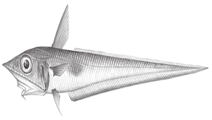 Coelorinchus asteroides (擬星腔吻鱈)縮圖