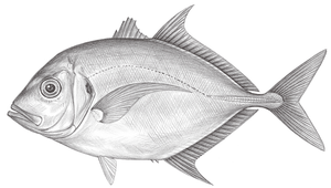 Carangoides talamparoides (白舌若鰺)-資源代表圖