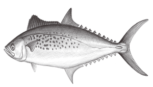 Scomberomorus guttatus (臺灣馬加鰆)縮圖