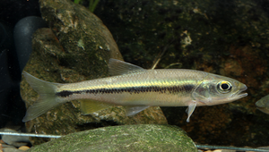 Candidia pingtungensis (屏東鬚鱲)縮圖