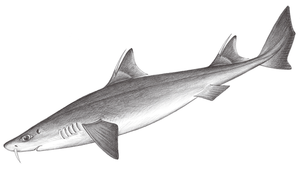 Cirrhigaleus barbifer (長鬚卷盔鯊)縮圖