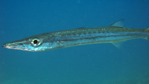 Sphyraena flavicauda (黃尾金梭魚)縮圖