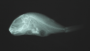 Torquigener brevipinnis (黃帶窄額魨)縮圖