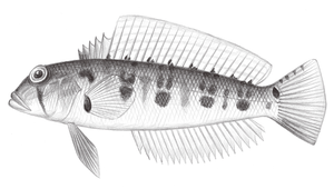 Parapercis sexfasciata (六帶擬鱸)縮圖